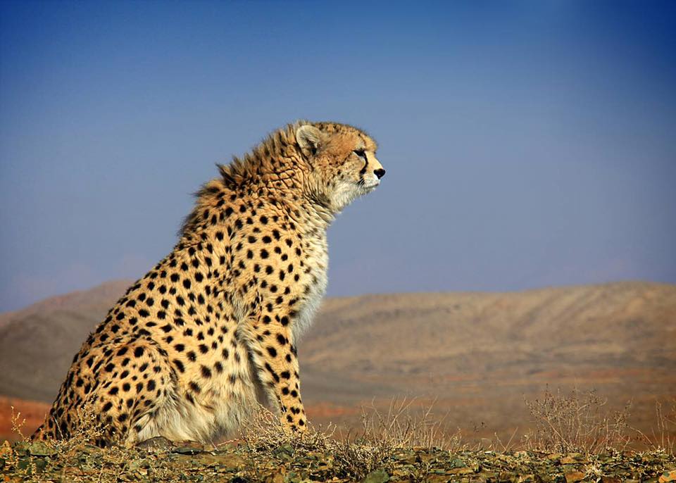 gepard-azjatycki-iran