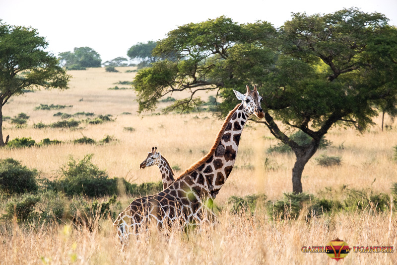 safari w rezerwacie pian upe uganda