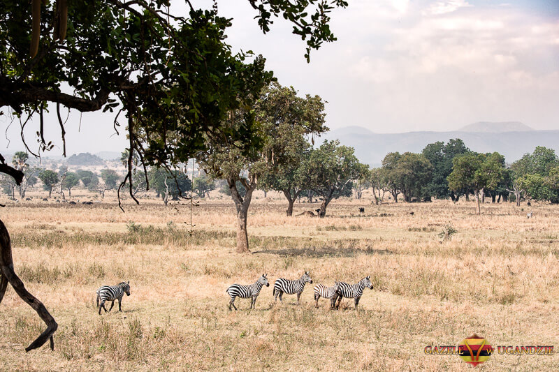 wyprawa do parku narodowego kidepo valley