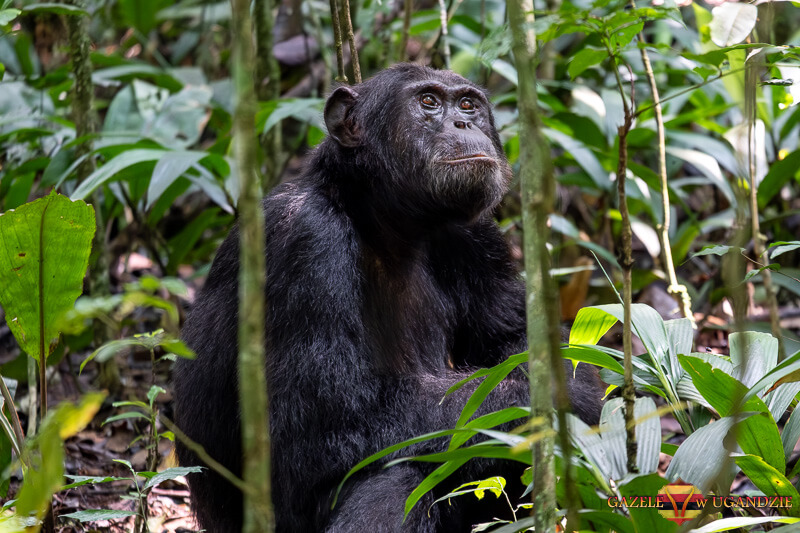 tropienie szympansów w lesie kibale uganda
