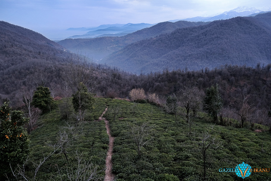 plantacja-herbaty-iran