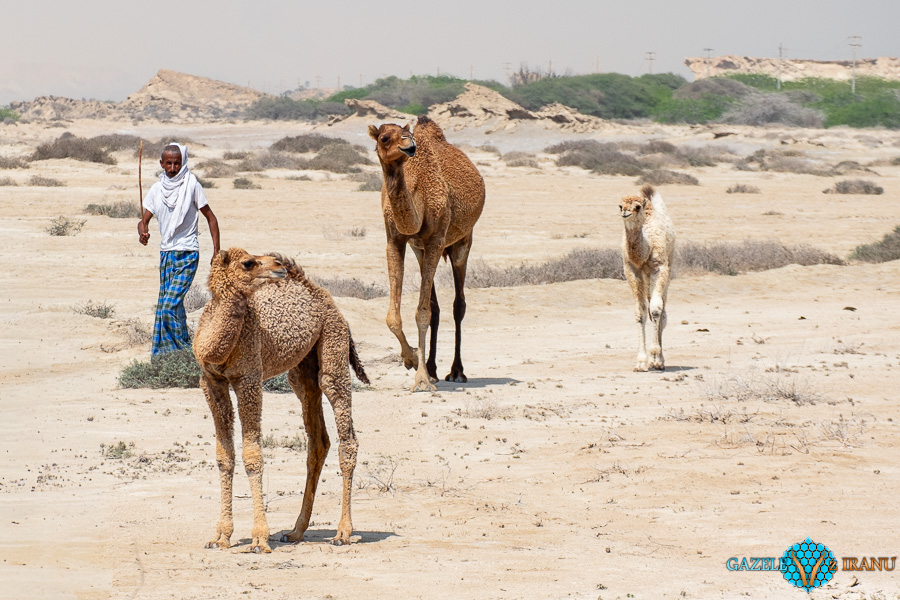 przewodnik po atrakcjach wyspy qeshm wielbłądy