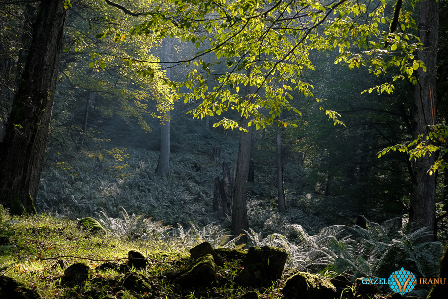 lasy hyrkańskie iran dżungla