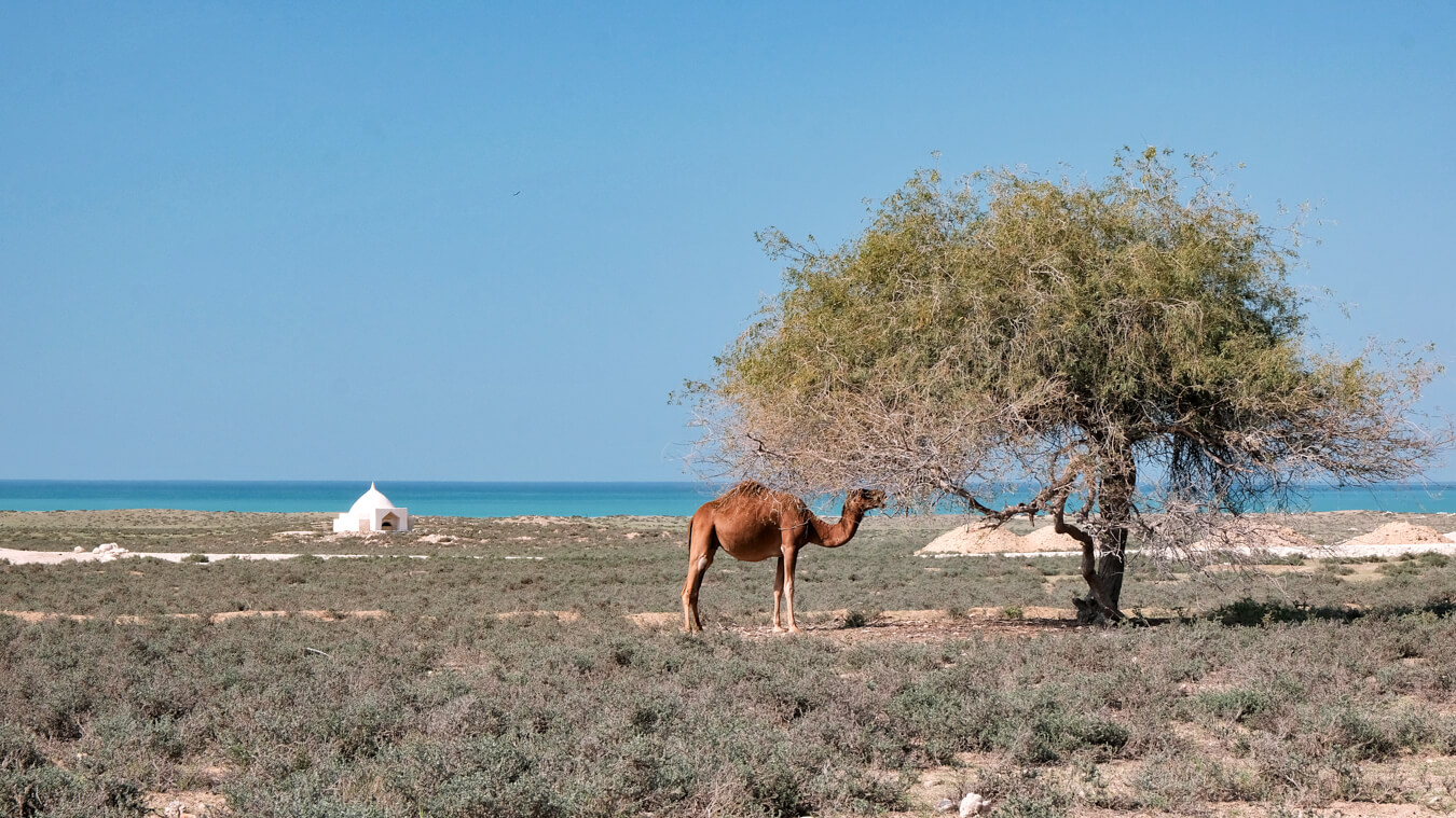 wycieczki do iranu wyprawy gazele z iranu