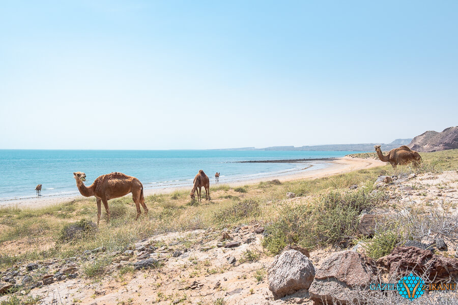wycieczki-zatoka-perska