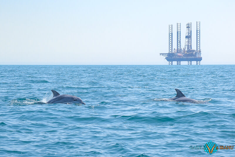 gdzie zobaczyć delfiny na wyspie Qeshm
