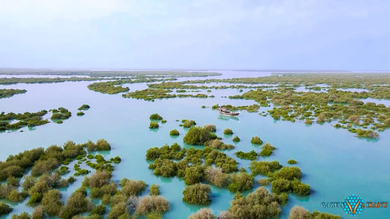 co zobaczyć na qeshm las namorzynowy hara